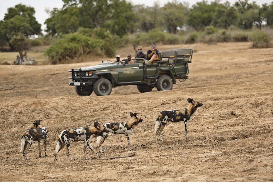 See the endangered wild dog, the 'painted wolves of Africa.'