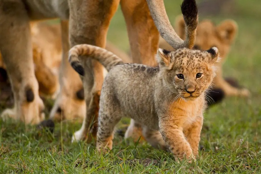 Cachorros de león de safari en el Masai Mara, Kenia | Go2Africa