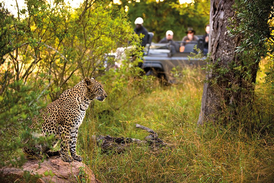 A leopard standing on a rock is spotted by a game vehicle seen in the background | Go2Africa