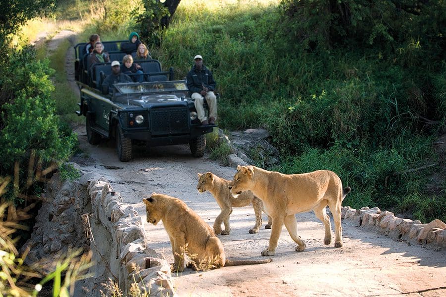 Una manada de leones se detiene en medio de la carretera durante un safari en la reserva Lion Sands, Sudáfrica.