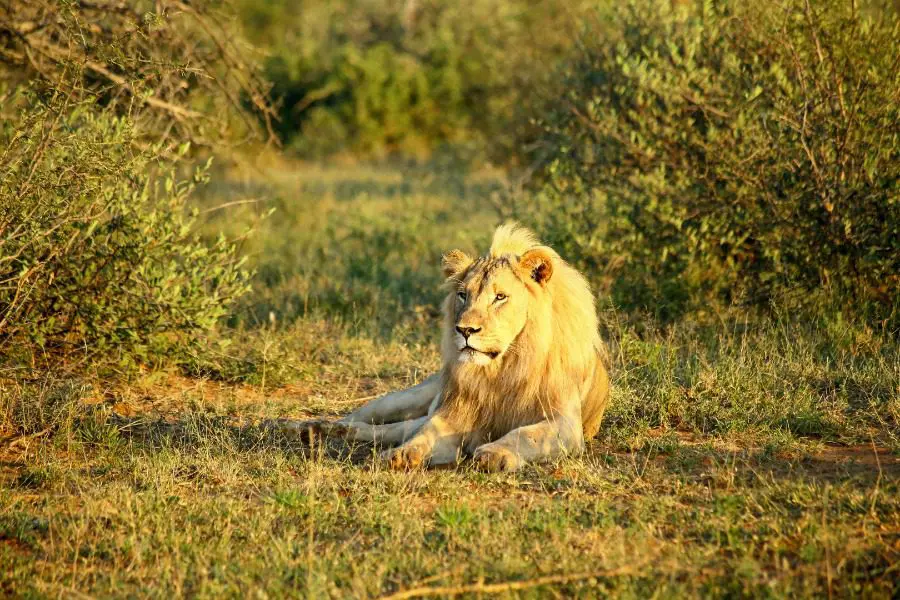 Un león tumbado en la hierba en el Parque Nacional Kruger, Sudáfrica