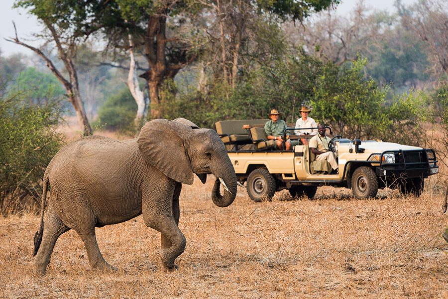 Elephant on a game drive in Zambia | Go2Africa