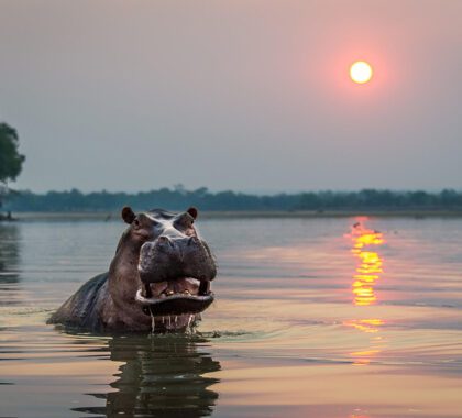 hippo at sunset in Zambia | Go2Africa