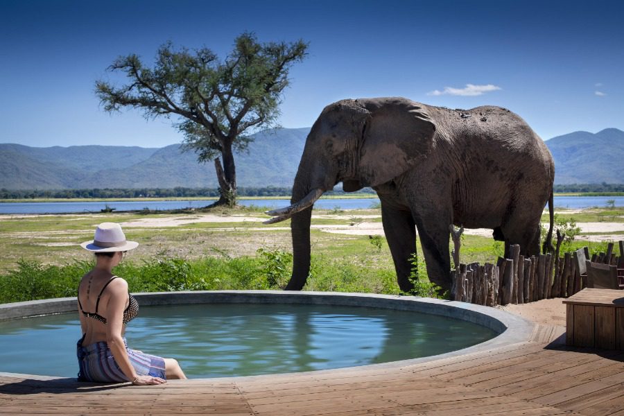 A woman sitting on the edge of a pool has an elephant right in front of the other side of it and a tree in the background | Go2Africa