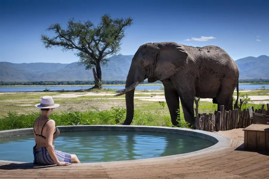 Una mujer sentada al borde de una piscina tiene un elefante justo enfrente y un árbol al fondo | Go2Africa