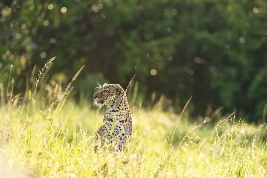Leopard at Mara House, Kenya | Go2Africa