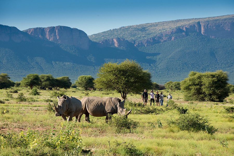 White rhinos are seen by travellers on a walking safari in Marataba, South Africa