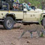 Un hermoso avistamiento de leopardo en el Mashatu Lodge, en el Tuli Block. 