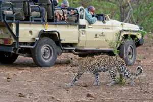 Un hermoso avistamiento de leopardo en el Mashatu Lodge, en el Tuli Block. 