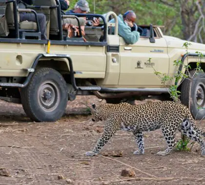 Un hermoso avistamiento de leopardo en el Mashatu Lodge, en el Tuli Block. 