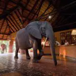 Un elefante camina por la recepción del Mfuwe Lodge. 