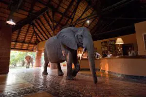 Un elefante camina por la recepción del Mfuwe Lodge. 