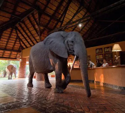Un elefante camina por la recepción del Mfuwe Lodge. 