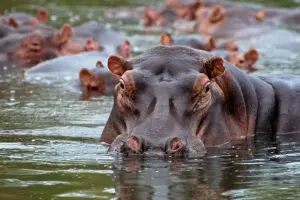 Avistamiento de un hipopótamo durante un safari en el campamento Mvuu. 