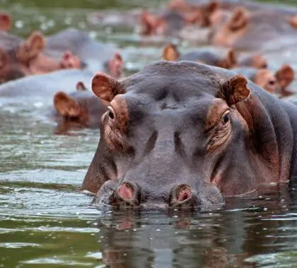 Avistamiento de un hipopótamo durante un safari en el campamento Mvuu. 