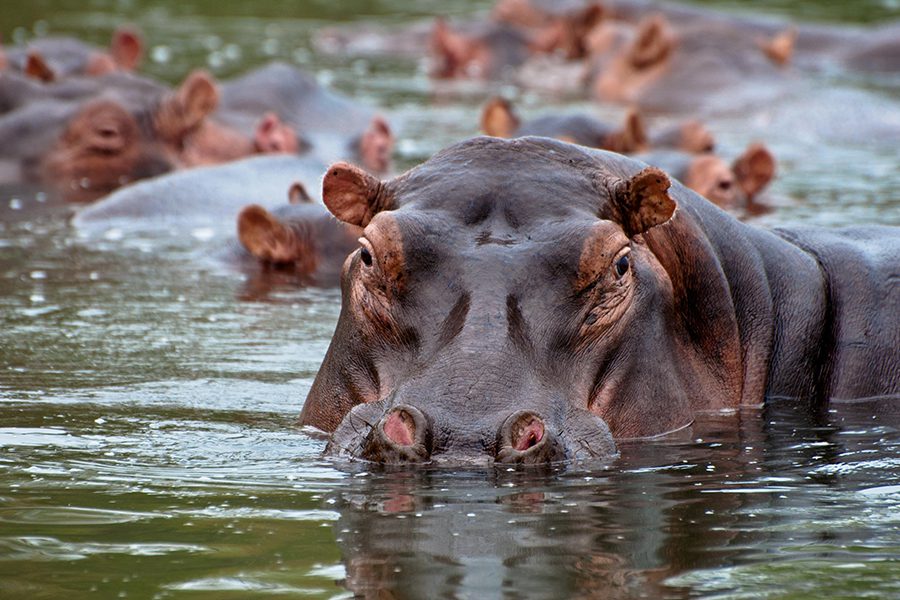 A hippo is spotted on a safari drive at Mvuu Camp. 