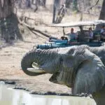 Un elefante durante un safari en el campamento Mvuu. 