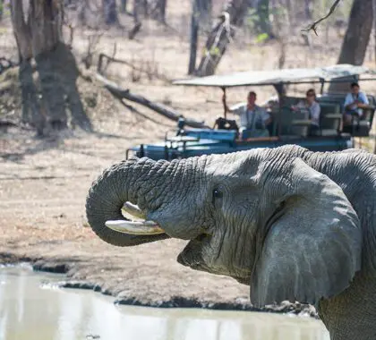 Un elefante durante un safari en el campamento Mvuu. 