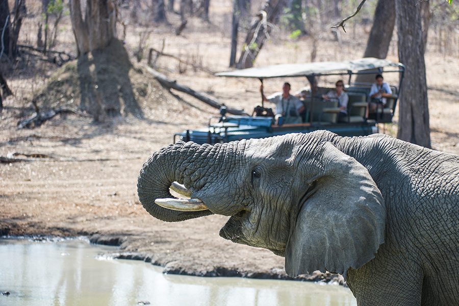 An elephant encountered on a safari at Mvuu Camp. 