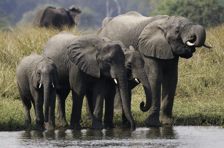 Elefantes en un abrevadero de Mvuu Lodge en Malawi