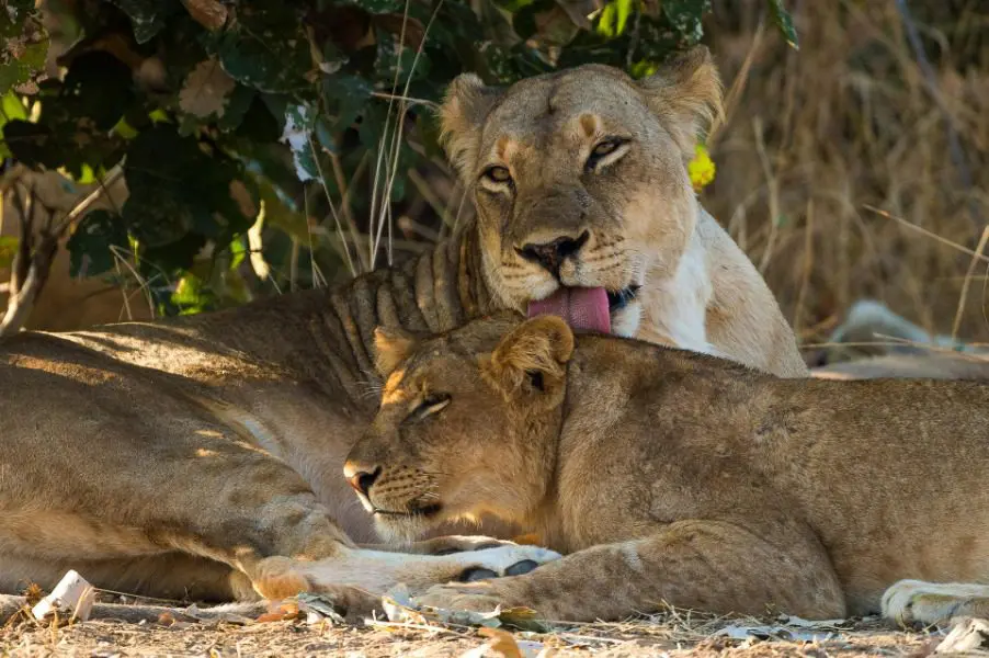 Leones tumbados bajo un árbol en el campamento de Nsefu (Zambia)
