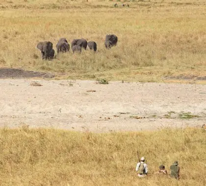 Oliver's-guests-patiently-waiting-for-the-elephants-to-approach