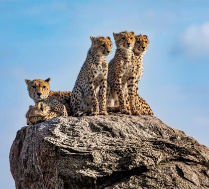 olmara-gallery-cheetah