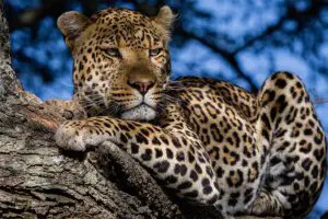 olmara-galería-leopardo