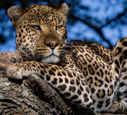 olmara-gallery-leopard