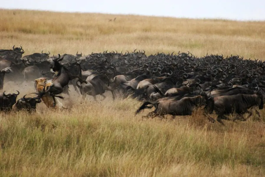 Leona a la caza durante la Gran Migración, Masai Mara, Kenia | Go2Africa