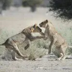 Leones jugando en la Reserva de Caza de Ongava. 