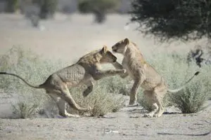 Leones jugando en la Reserva de Caza de Ongava. 