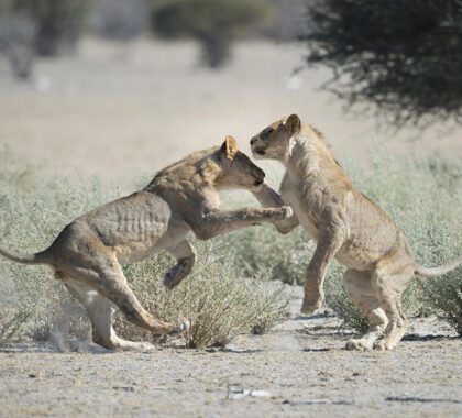 Lions playing at Ongava Game Reserve, Namibia | Go2Africa