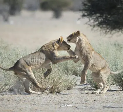 Leones jugando en la Reserva de Caza de Ongava. 