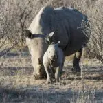 Rinocerontes vistos durante un safari en la Reserva de Caza de Ongava. 