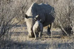 Rinocerontes vistos durante un safari en la Reserva de Caza de Ongava. 