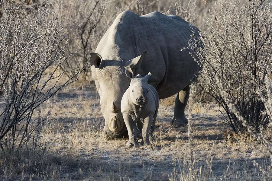 Rhinos seen on safari in Ongava Game Reserve. 
