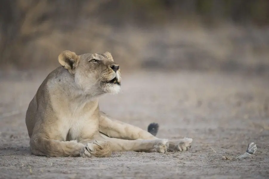 Lions at Ongava Game Reserve in Namibia | Go2Africa