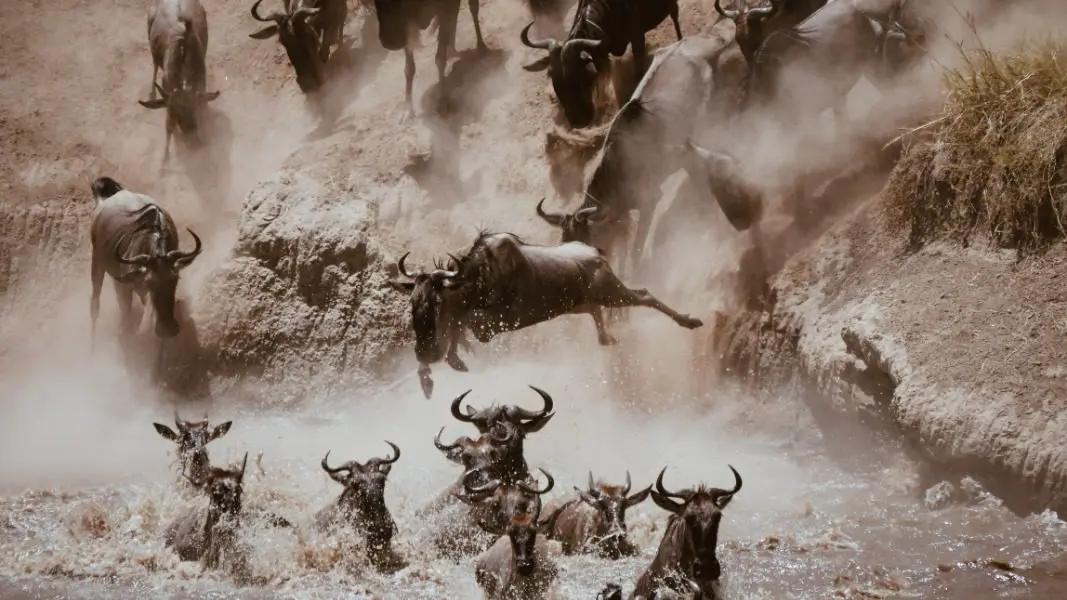 Cruce del río de la migración de los ñus, Tanzania | Go2Africa