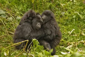 Ruanda alberga algunos de los mejores rastreos de primates del mundo.