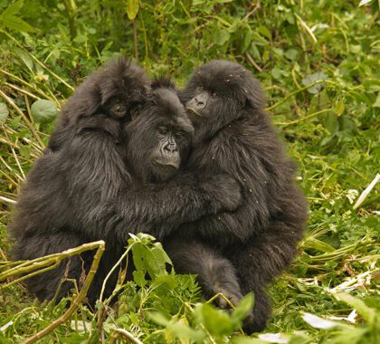 Rwanda is home to some of the world's greatest primate tracking.