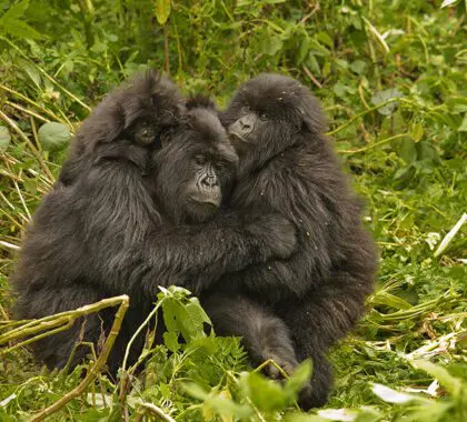 Ruanda alberga algunos de los mejores rastreos de primates del mundo.