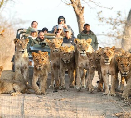 Lion sightings on safari in South Africa | Go2Africa