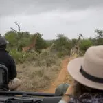 Spot wildlife on game drives.