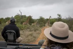 Spot wildlife on game drives.