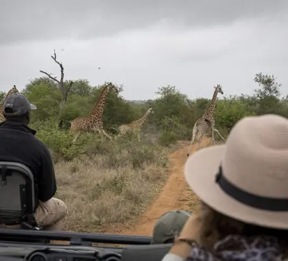 Descubra la fauna salvaje en los safaris.