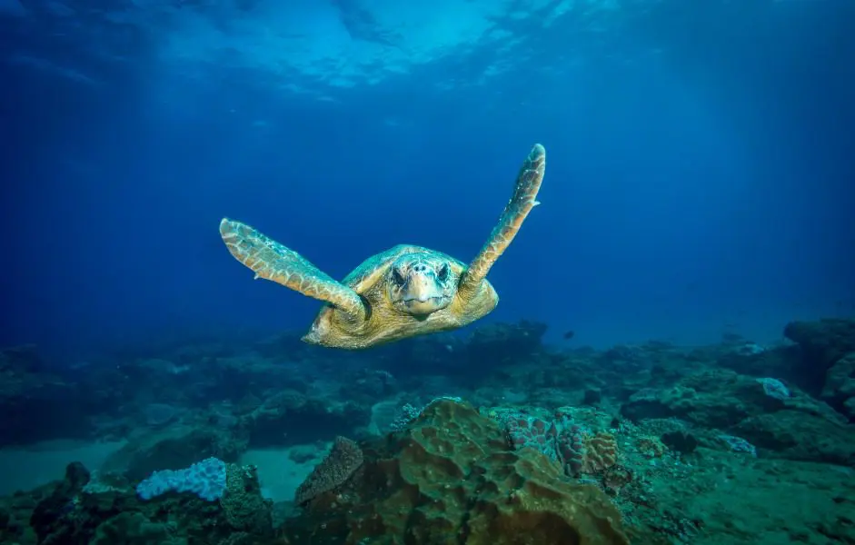 Bucear con tortugas marinas, Mozambique | Go2Africa