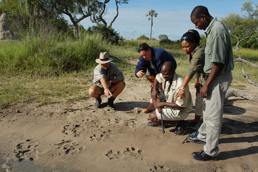 Engaging walking safaris at Baine's Camp, studying the intricacies of the African wilds. 