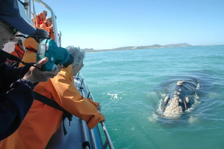 Avistamiento de ballenas en la Ruta Jardín, Sudáfrica | Go2Africa