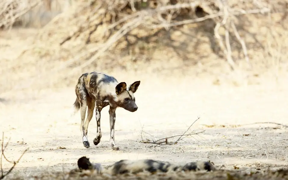 Perros salvajes en Zimbabue | Go2Africa